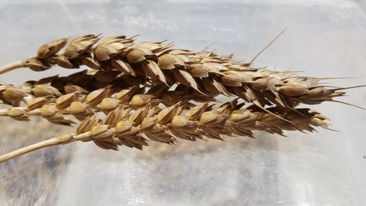 Rouge de Bordeaux Wheat