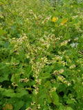 Tartary Buckwheat closeup of seeds and flowers