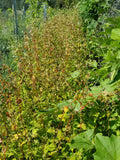 Tartary Buckwheat (Aug 24) beginning to ripen