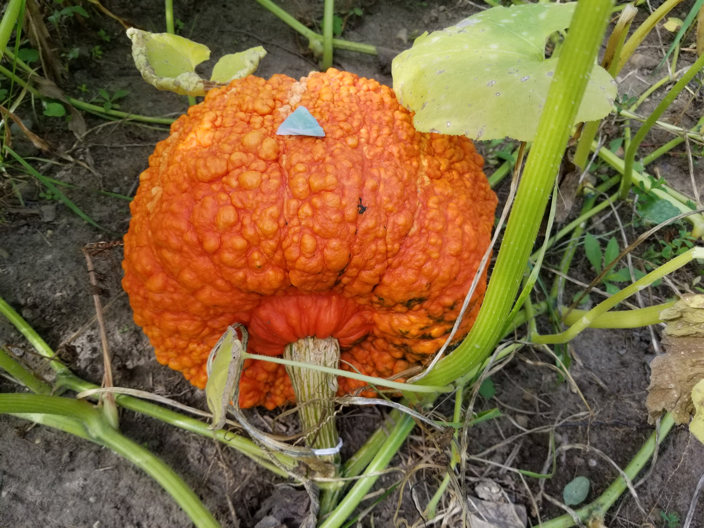 Silverbear Strain Maxima Squash