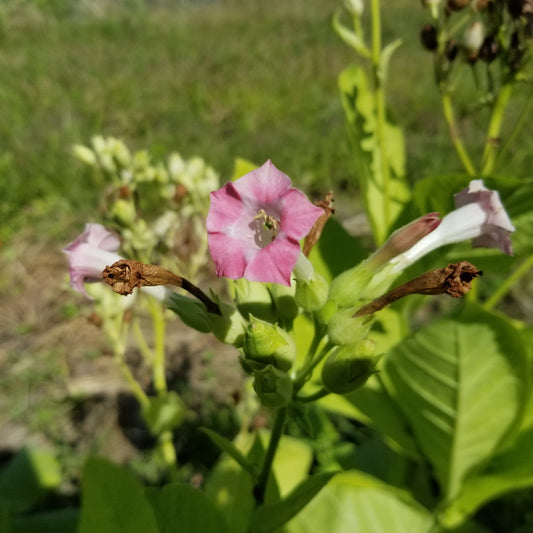 Tobacco No 3 flower Petite Canadian Tobacco
