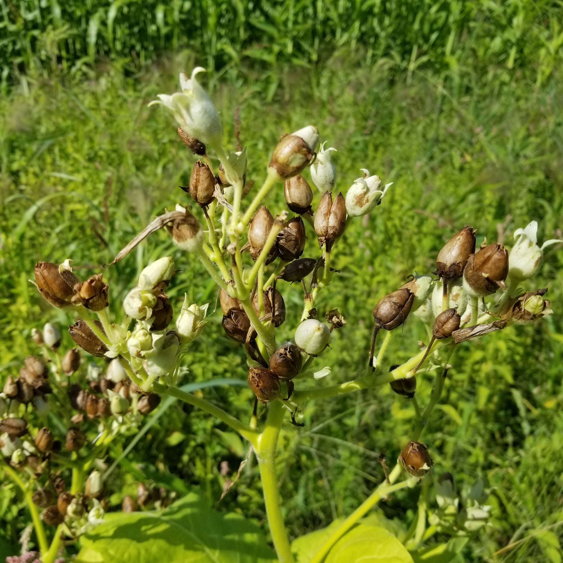 tobacco seeds canada Tobacco Petite Canadian – Great Lakes Staple Seeds tobacco seeds canada Tobacco Petite Canadian – Great Lakes Staple Seeds