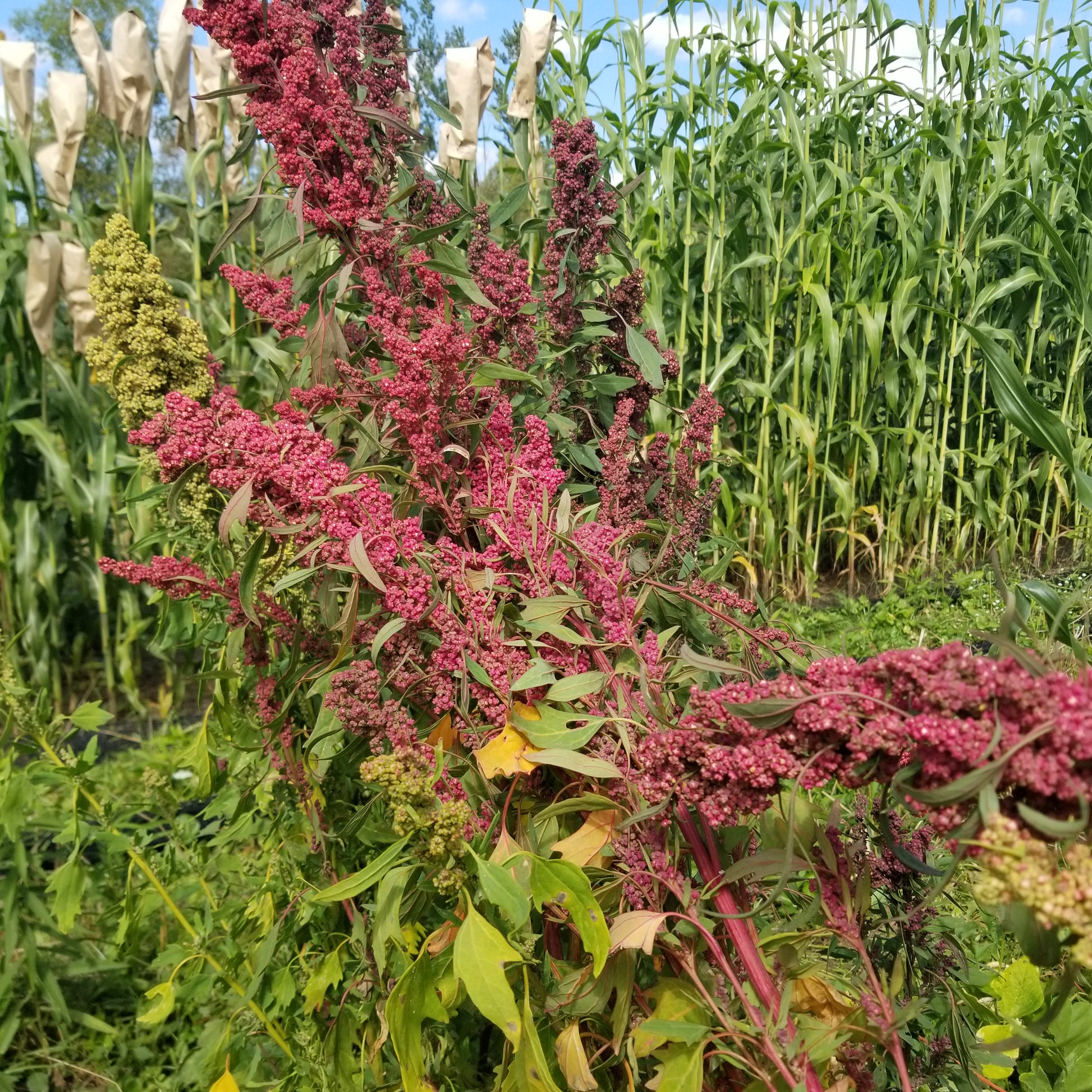 Dark Red of Multi-hued Quinoa
