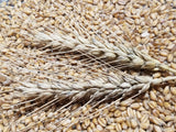 Michigan Short South Wheat