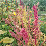 Multi-hued Quinoa (red and pink quinoa)