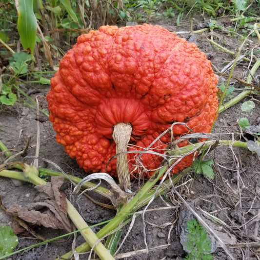 Silverbear Strain Maxima Squash