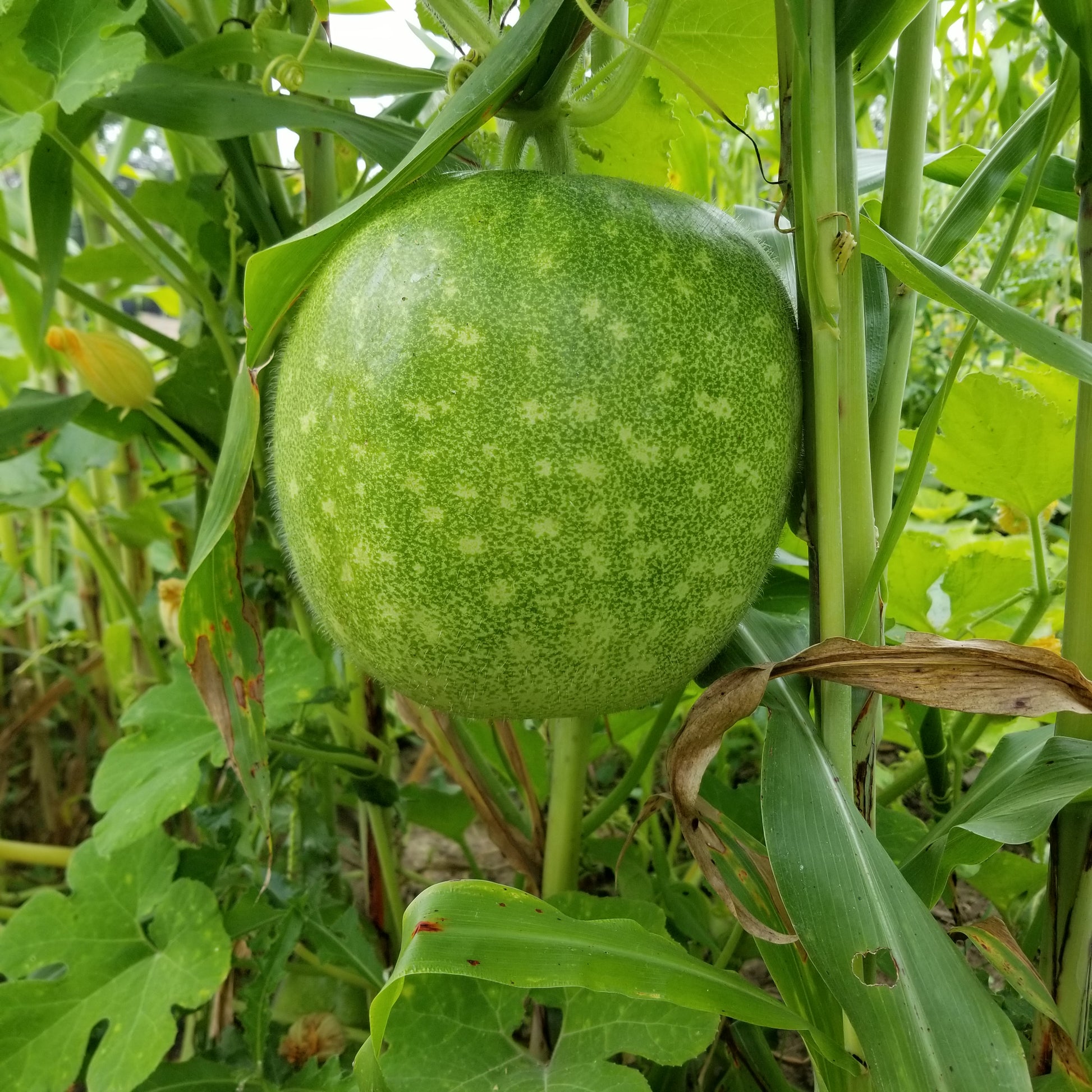 Winter melon