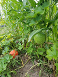 Winter melon trellised on sorghum