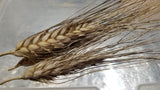 Hourani Wheat