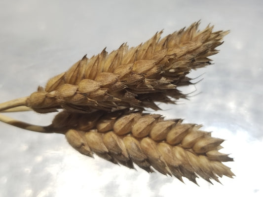 Pima Wheat