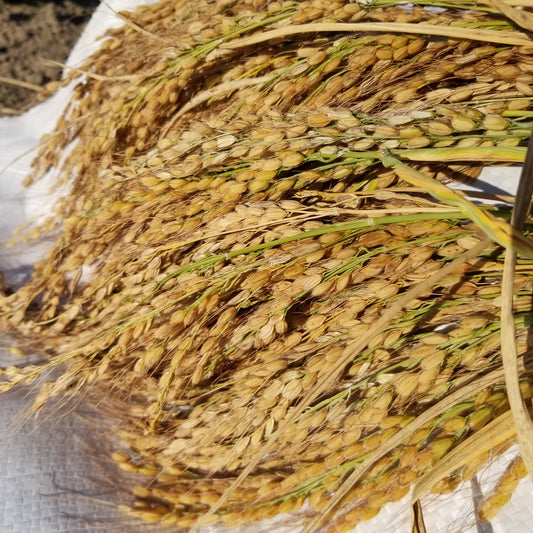 Sun ripened Duborskian Upland rice grains golden in their hulls on full panicles recently harvested