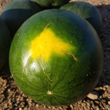 Blacktail Mountain Watermelon bottom spot when ripe