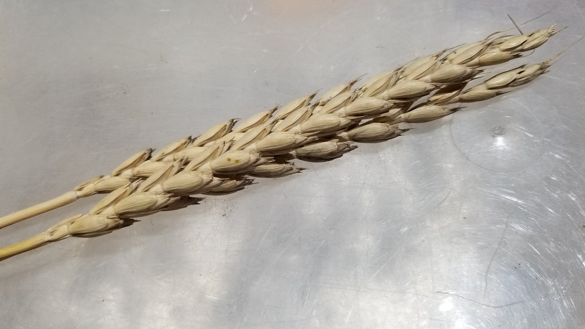 Spring Dinkel