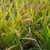 Robust stand of Loto Upland Rice nearing harvest