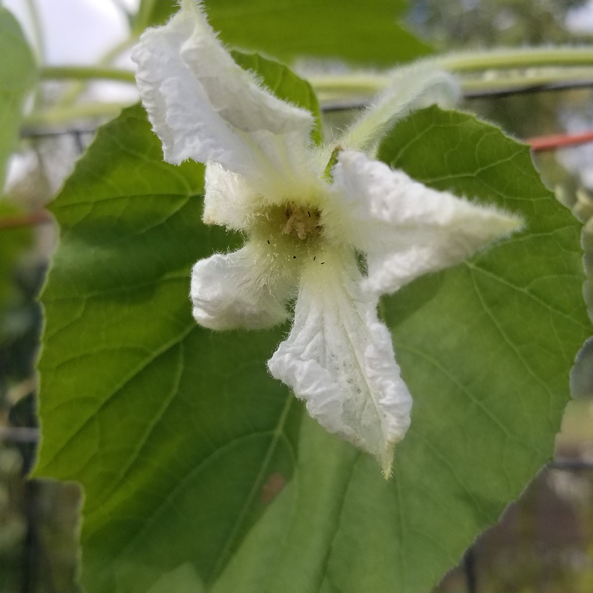 Cucuzzi Squash Gourd flower blossom