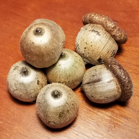 Red Oak nuts