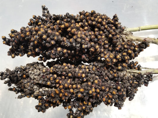 Ames Amber Sorghum