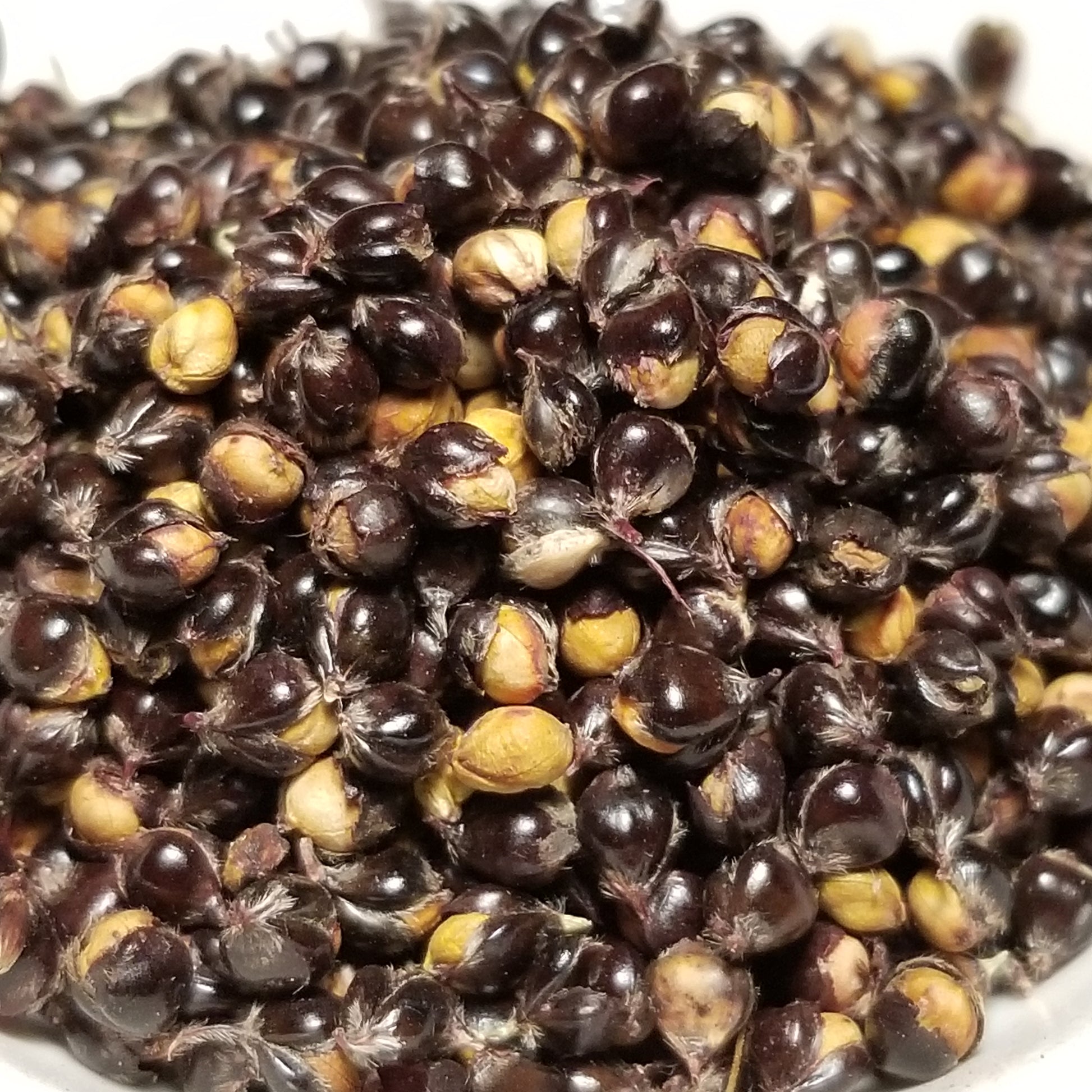 seeds of Ames Amber Sorghum