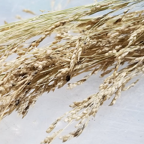 White Teff (Eragrostis tef) grains before threshing
