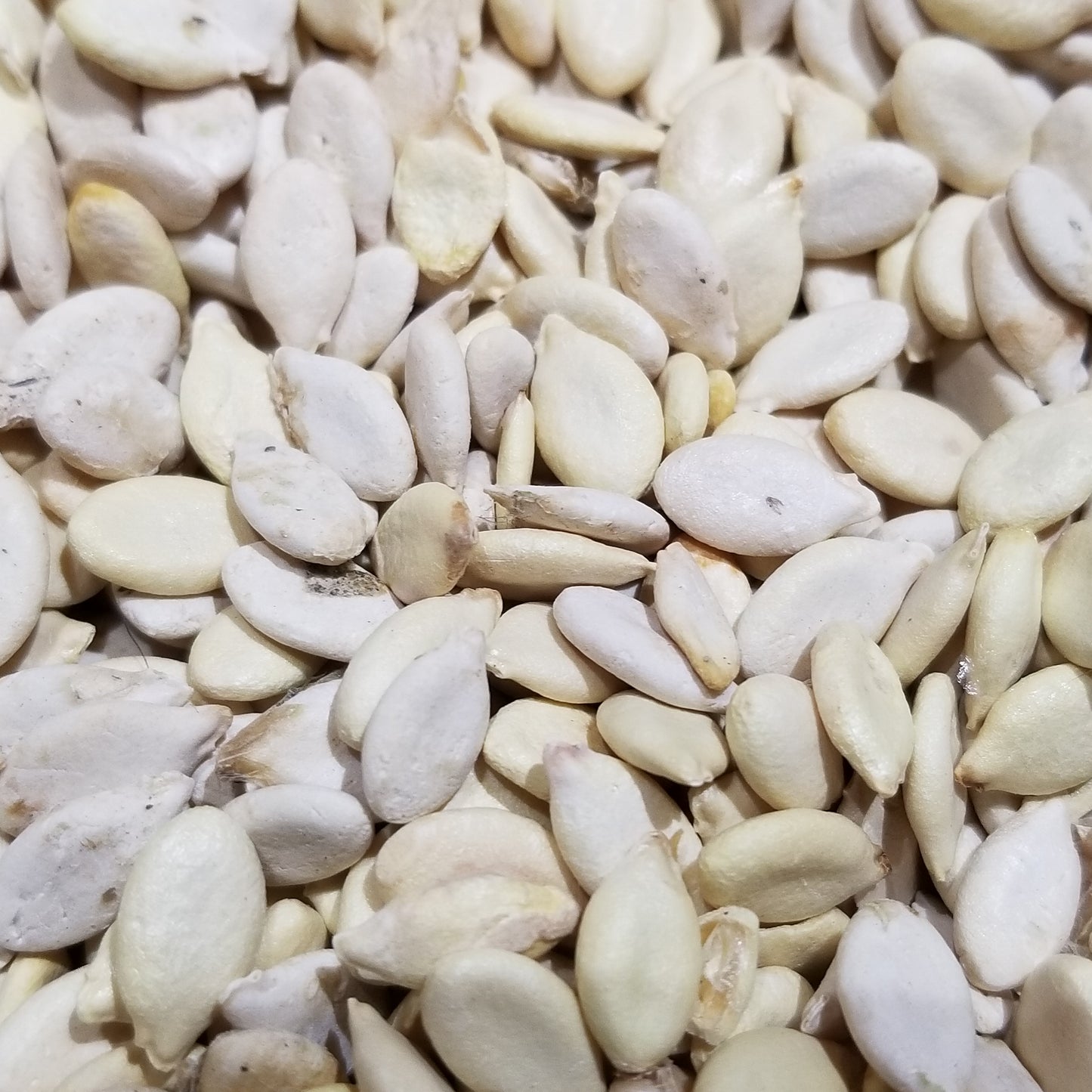 Winter Melon Seeds
