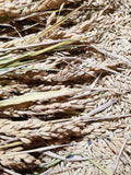 Loto Rice being threshed