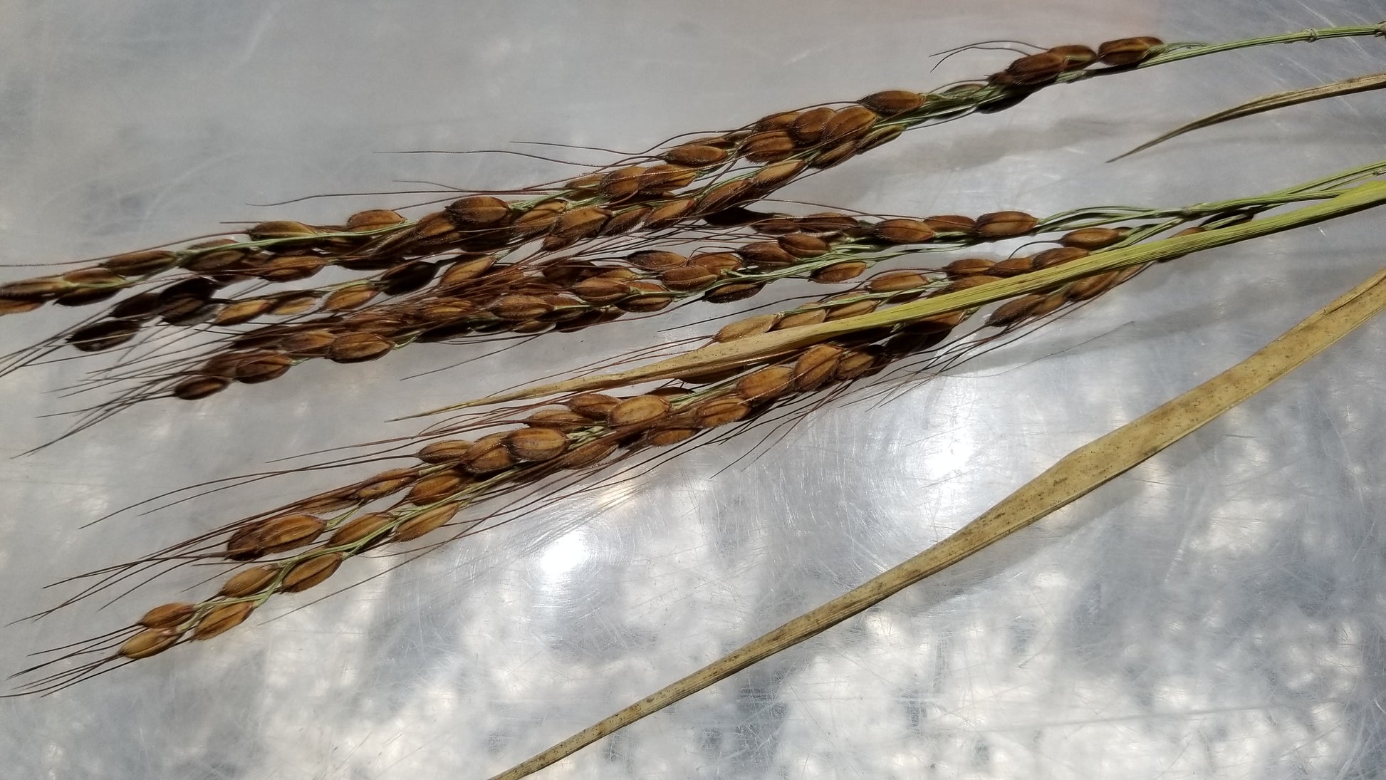 Amaura Upland Rice group of heads