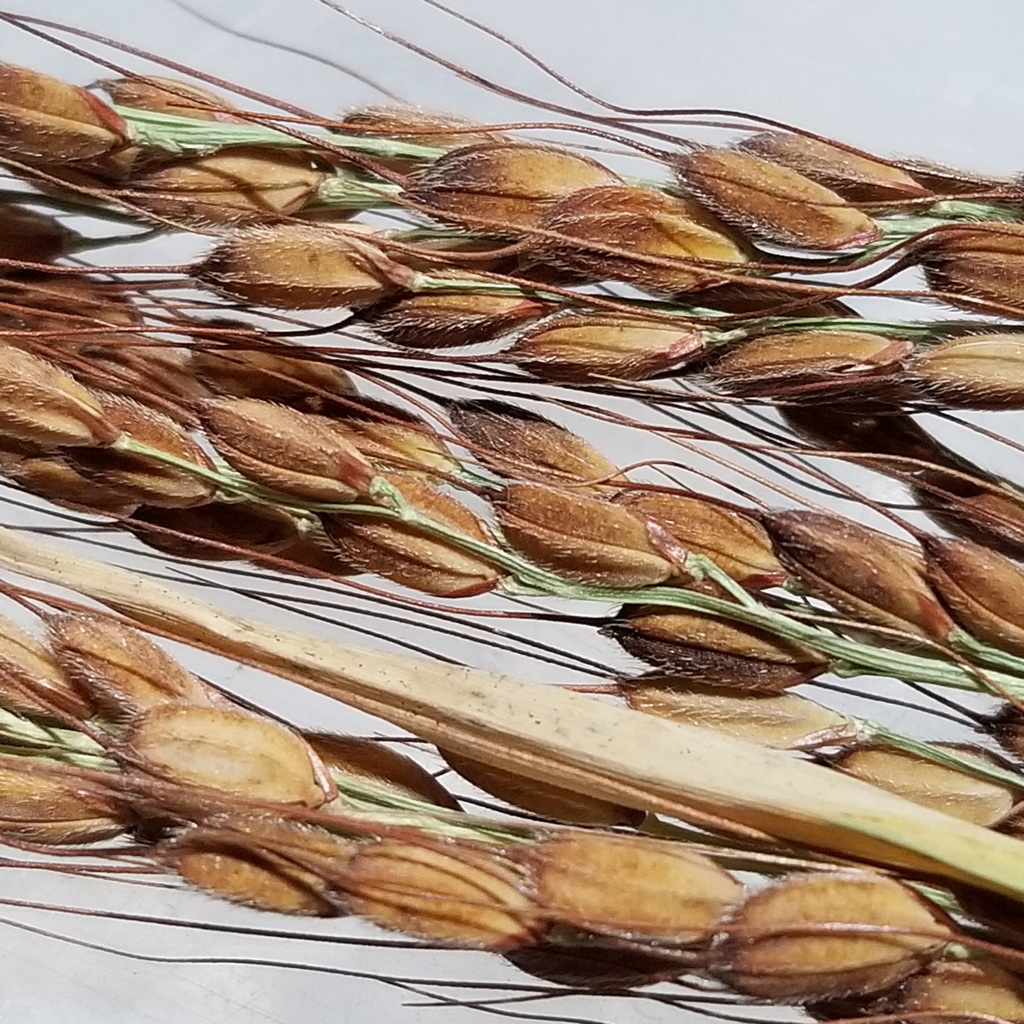 Amaura Upland Rice close up of panicles