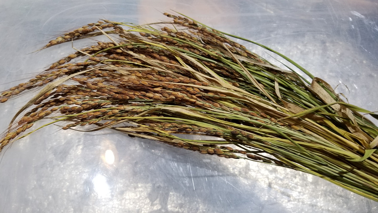 Amaura Upland Rice