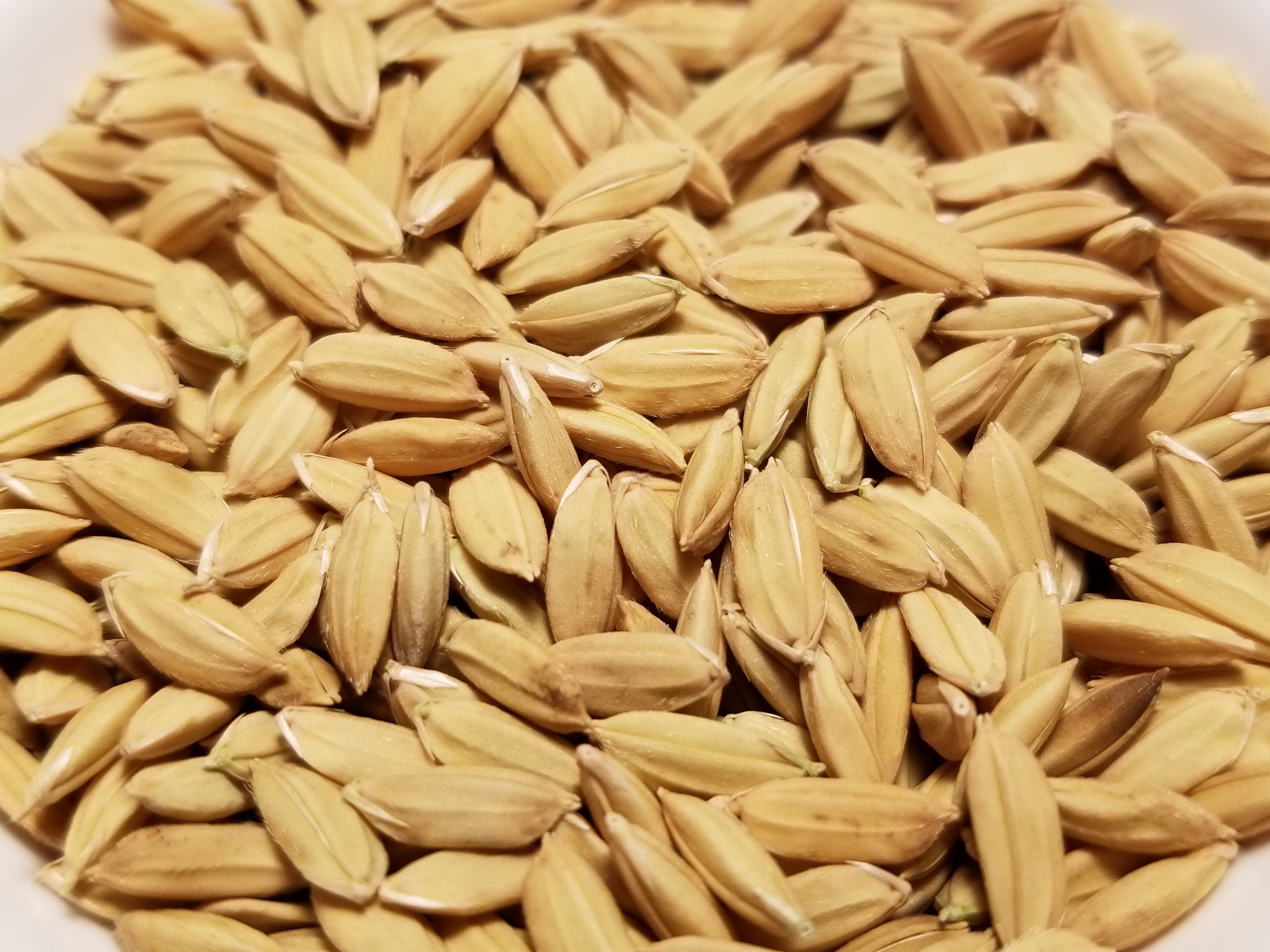 Best Hyperland Rice Upland Rice for Temperate Growing Conditions – Great Lakes Staple Seeds