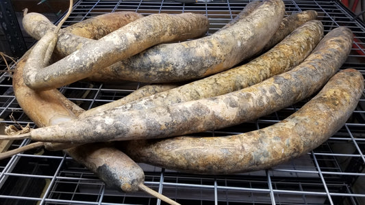 pile of dried Cucuzzi Squashes