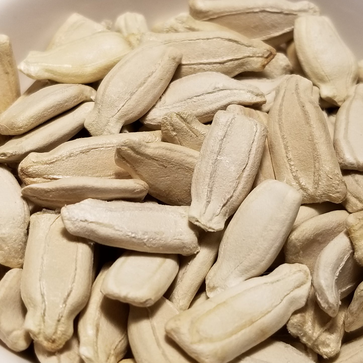 Cucuzzi Squash (Gourd) Seeds