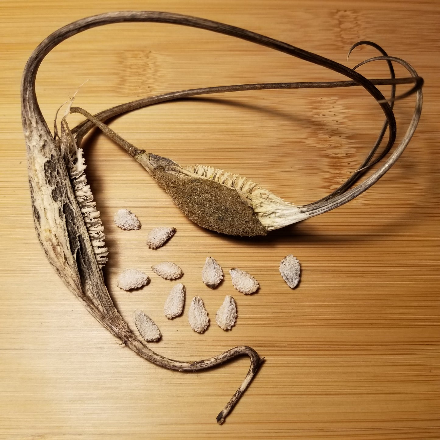 Devils Claw seed pods