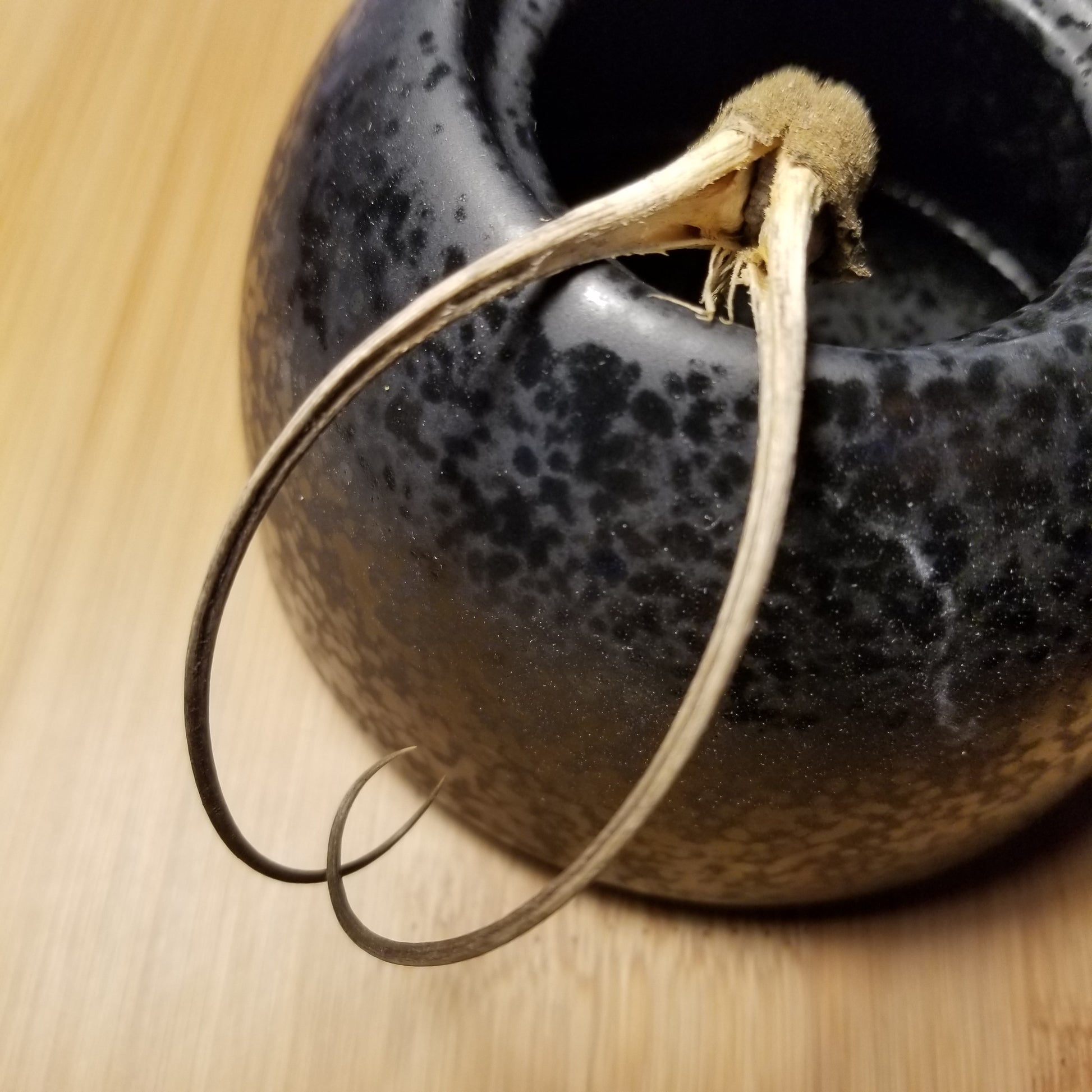 Devils Claw Pod Emerging like a Sea Creature