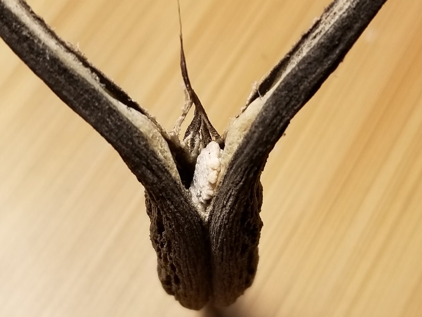Devils Claw with Seed Emerging