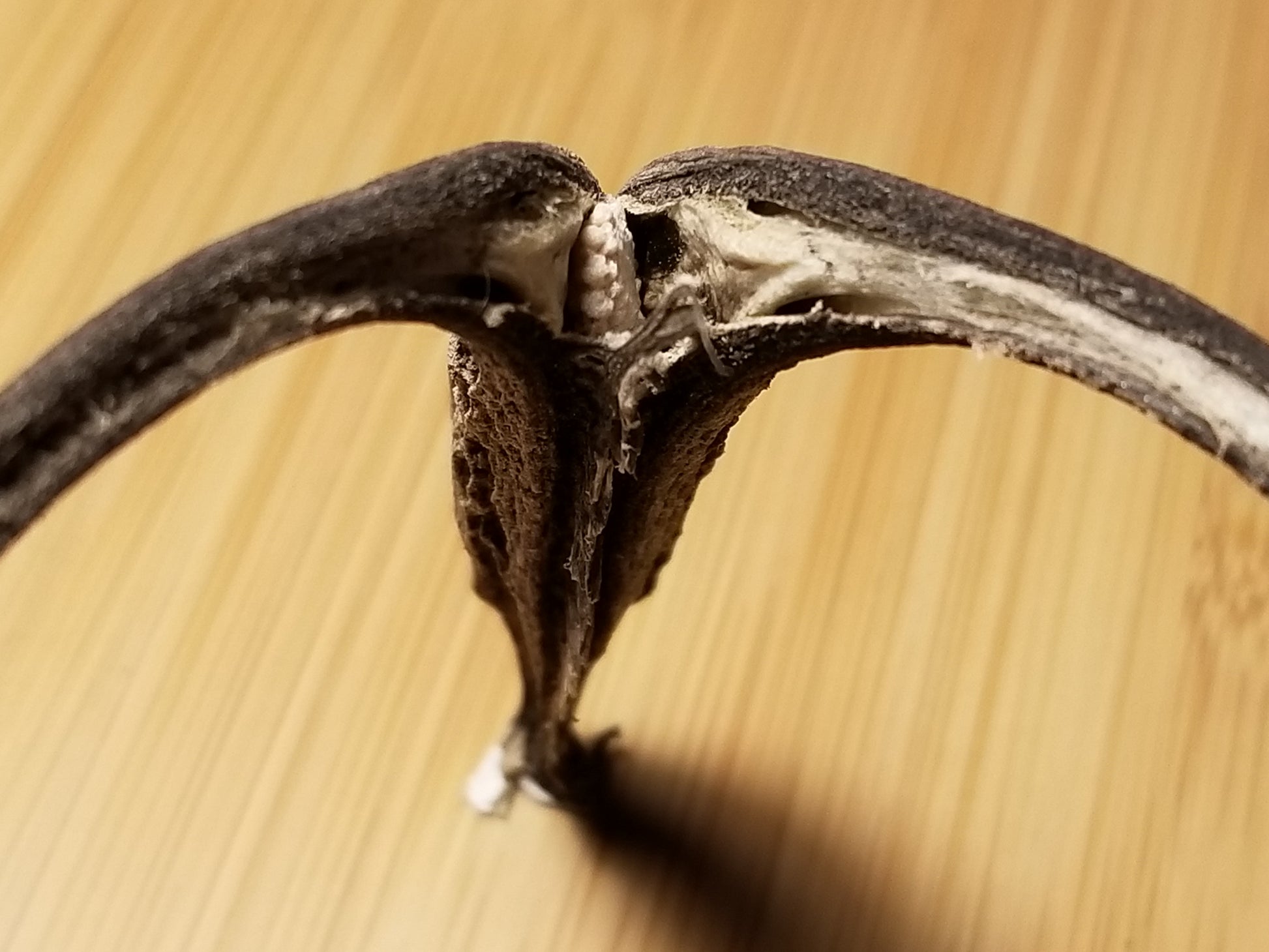 Devils Claw with Emerging Seed