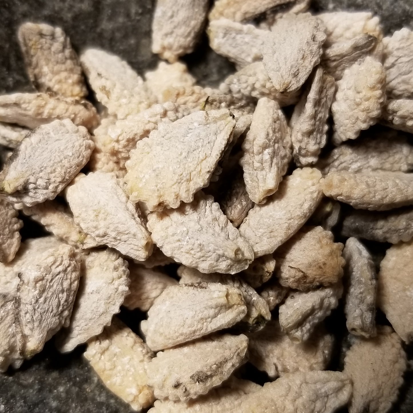 Devil's Claw Seeds (close up view)