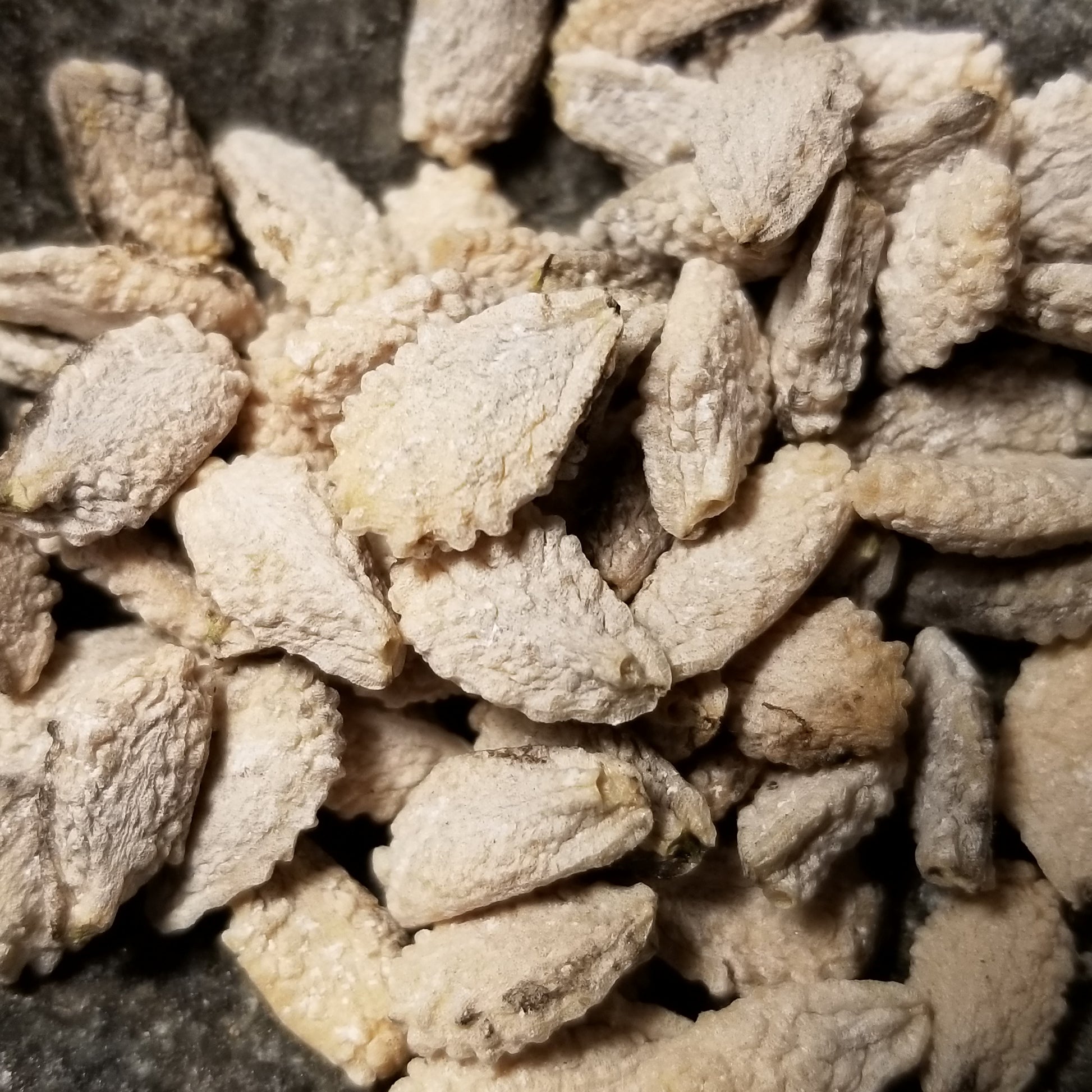 Devil's Claw Seeds (close up view)