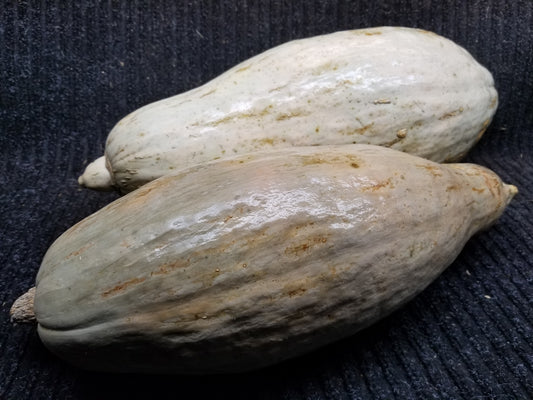 Sibley Squash