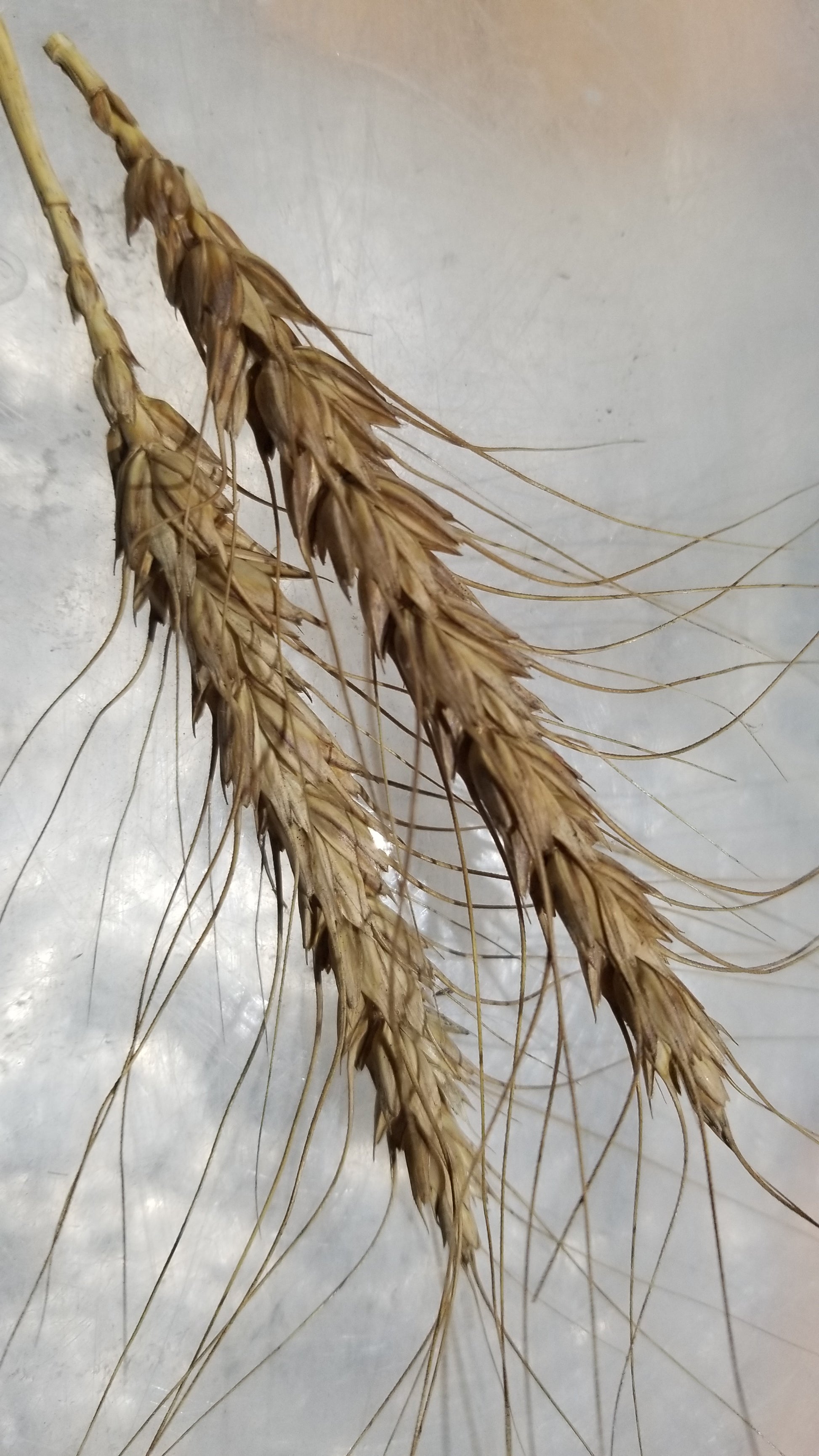 Baart Early Wheat heads
