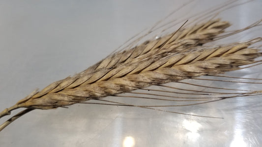 Mature harvested Alaskan Spring Spelt (Einkorn) awned spikes, long and slender