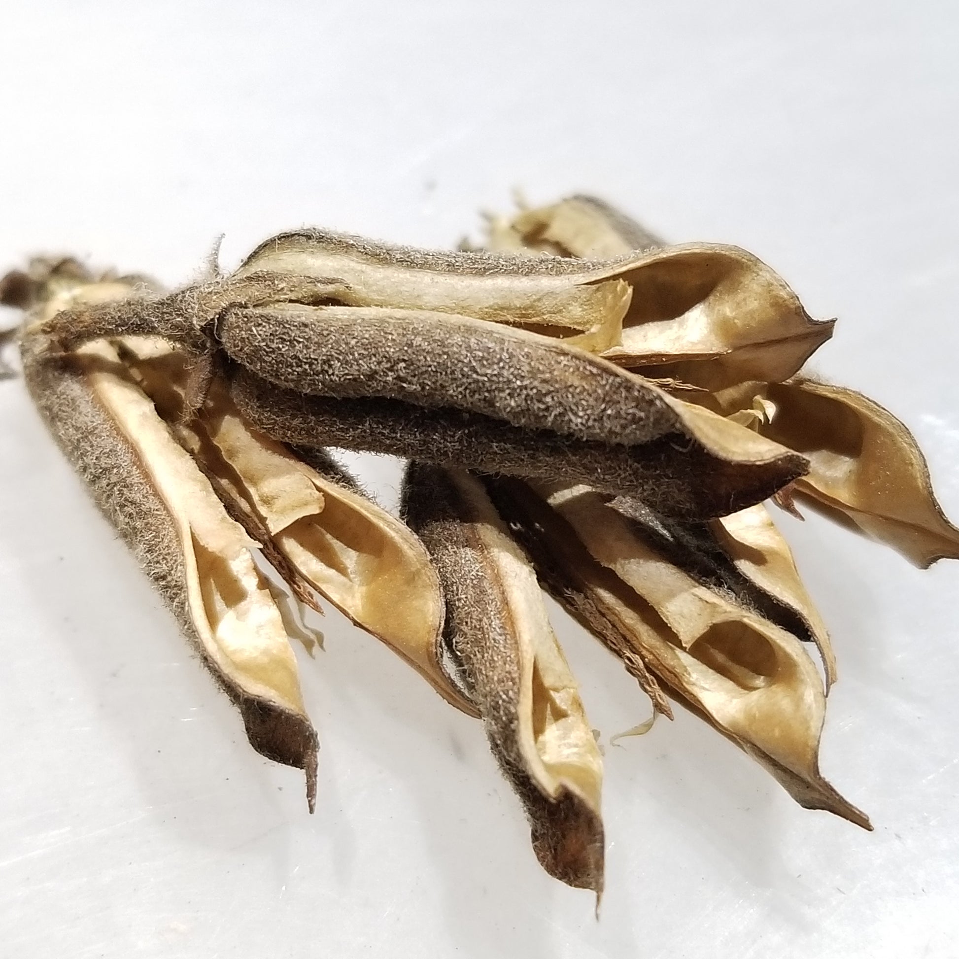 pods of Mixed Sesame