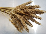 White Sonora Wheat bunch of heads