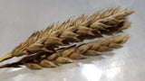 heads of White Sonora Wheat