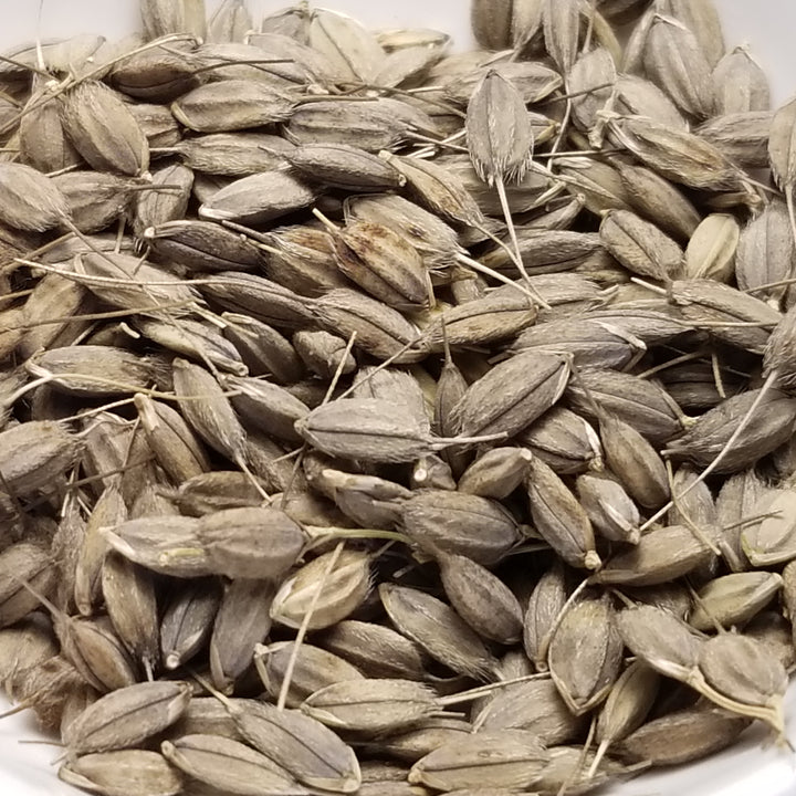 Upland Rice for Temperate Growing Conditions – Great Lakes Staple Seeds