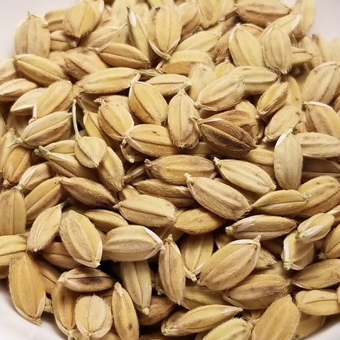 Upland Rice for Temperate Growing Conditions – Great Lakes Staple Seeds