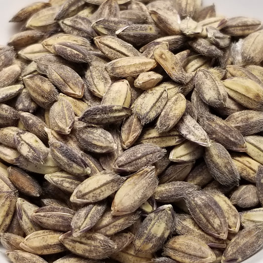 Vialone Risotto Upland Rice Seeds