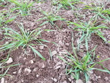 Huron Wheat on May 22