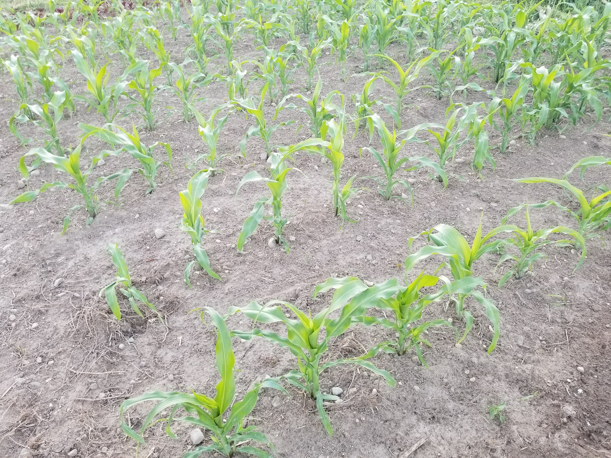 Silver King Dent Corn on June 17 2020