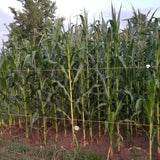 Minnesota 13 Corn (nice sturdy stalks)