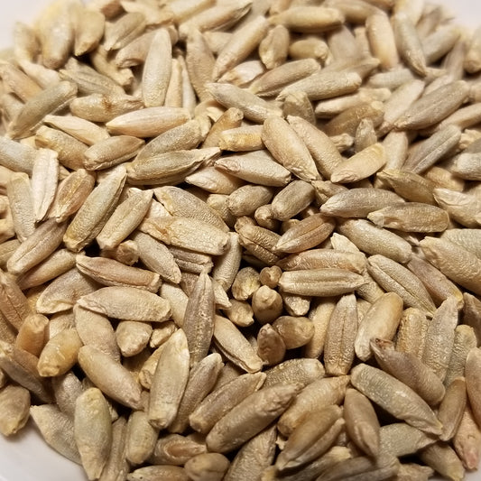 Threshed hull-less Polish Danko Rye Seeds  ready for milling, rolling, enjoying whole, or planting